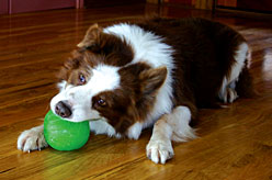 Starmark Treat Dispensing Bacon Ball Dog Toy Small